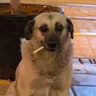 suchitra0183's profile picture. #jxxsm