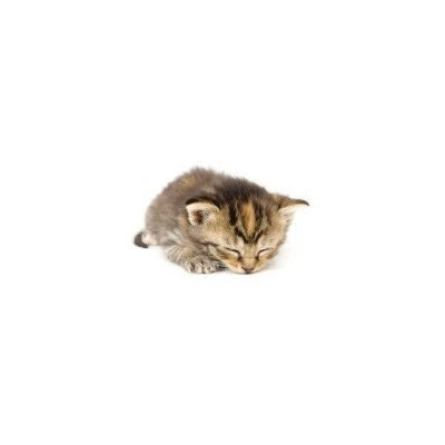 lu_ummm's profile picture. regizzztros de un gato somnoliento