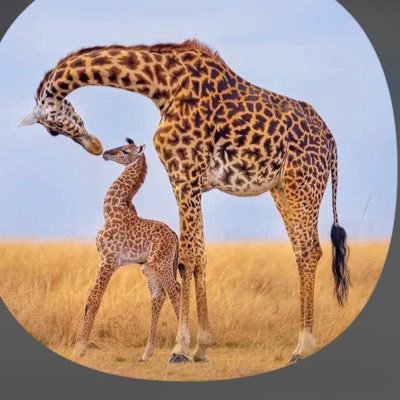 najib_awil's profile picture. Self employed