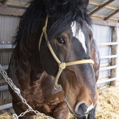 帯広を拠点に馬関連のフォトグラファーをしている小久保巌義です。 競走馬や働く馬たちと牧場風景などを撮影しています。 お写真に関するお問い合わせはDMにて承ります。 ばんえい十勝公式HP及びSNS等で使用されている画像とは一切の関わりはございません。