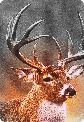 Hunting tips for all us whitetail freaks in the world.
