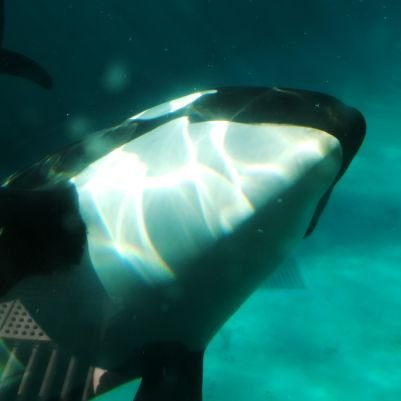 barbatos_nicht's profile picture. 3CKB