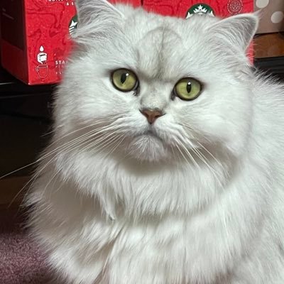 ひみこ（3歳）は猫ペルシャの名前です。 京都市でポケ活しています。デビューは2019横浜山下公園フェス 赤 TL50 クラッシックJAZZ演奏者 ザラストロックスターYOSHIKI