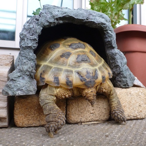 I_am_Kamekichi's profile picture. かめきちはヨツユビリクガメです。ホルスフィールドリクガメとかロシアリクガメともいうらしいです。15歳くらいのオスです、たぶん（2020年現在）。飼い主は藤崎慎吾という作家・サイエンスライターです。主にカメのことと、科学的なトピックについて、つぶやいています。