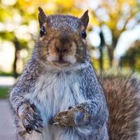 Only At Elon (@onlyatelon) 's Twitter Profile