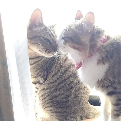 福くん&音ちゃん今日も元気に猫ライフを楽しんでます(=^ェ^=)
猫好き仲間大募集(ﾉ≧▽≦)ﾉ