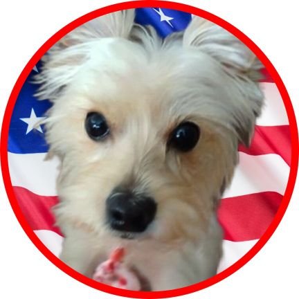 Trump supporter, RN, mom of 2 cats and a Yorkie. Christian conservative. God, Country and Family.UTRA MAGA.