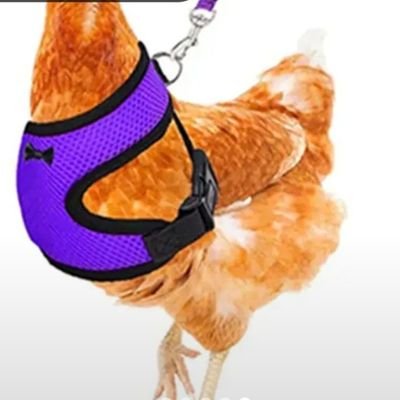 mamadinama's profile picture. Too old to fight a revolution,not too old to start one!I'm not Left,I'm not Right but I'm Not Wrong!(except sometimes I confuse those lefty and rightys)https://t.co/7UsC92QtYS.