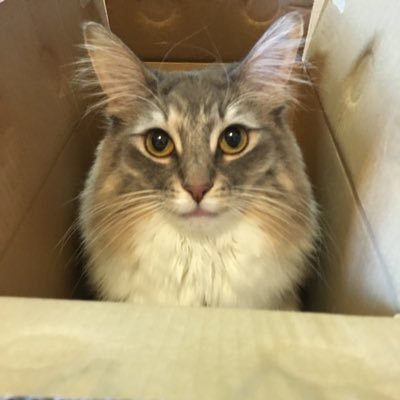 yuririn200707's profile picture. 猫属大好き💕息子(人間、新社会人)＋ノルウェージャンフォレストキャット(8歳)、同じくノル(4歳)、ノル(1歳)&ラグドール(16歳 2021/8/8🌈)の娘達と息子🐱。ワンコも好きです。(バーニーズマウンテンドッグ、ハスキー、雑種さん他飼っていました。)無言フォロー&リツイート大歓迎です！猫好きさんと繋がりたい