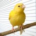 Coal mine canary (@CoalAlarm) Twitter profile photo