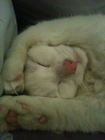 SmudgeTheKitteh's profile picture. Im a Kitteh with a lot to say and a small world to discuss it with. My SkinMumma is @bodachious. She lubs me lots. Just like she should.