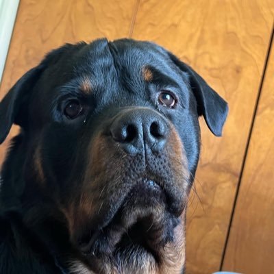 WillinHiFi's profile picture. 