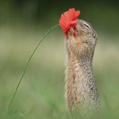 суслик, сука, личность