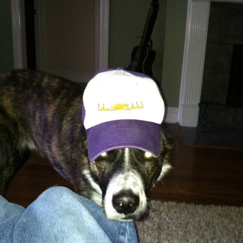 Slender person, Penguins Fan, Proud friend of Mutts