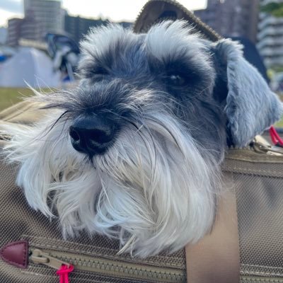 kesokabu1's profile picture. 2023/3 90万円でデイトレスタート。-60万で退場。フルレバでQPSに乗っかり少し復活。デイトレやめて中長期勉強中です。