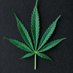MJ Grow Hub (@mgrowhub) Twitter profile photo MJ Grow Hub (@mgrowhub) Twitter profile photo