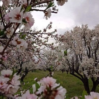 GhafariShaagha's profile picture. دلتنگی 
بهای سنگینست با هیچی جبران نمیشه