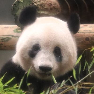 シャンシャン誕生をきっかけにパンダ沼へ🐼
シャンシャンはこれからもずっと特別な存在 
アドベンでは彩ちゃん推し🌈
拙い写真や動画ですが 🐼の魅力が少しでも伝わり 癒されたり実際に会いに行ってみたいと思ってもらえたらうれしいです
季節の花や風景も楽しむ心の余裕を持つように心がけてます
無断転載はご遠慮ください📸