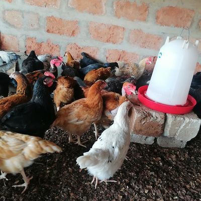La Ferme Mahulé situé à Tori Avamè est spécialisée dans la production avicole (Pondeuse, poulet de chair, goliath caille) et cunicole. Tél whatsapp +22967650368