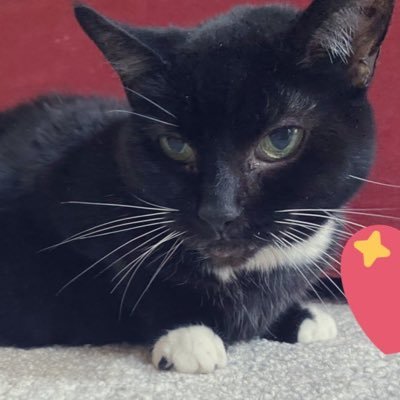 Joey - 6/3/23🐈‍⬛🌈 black cats and tuxies rule… join the club in loving us #CatsOfTwitter 😻