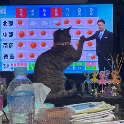 いもこさんのプロフィール画像