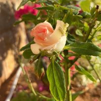 manal. fuaz (@manalfuaz) 's Twitter Profile