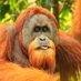 Intellectual_Orangutan (@sunbro131) Twitter profile photo Intellectual_Orangutan (@sunbro131) Twitter profile photo