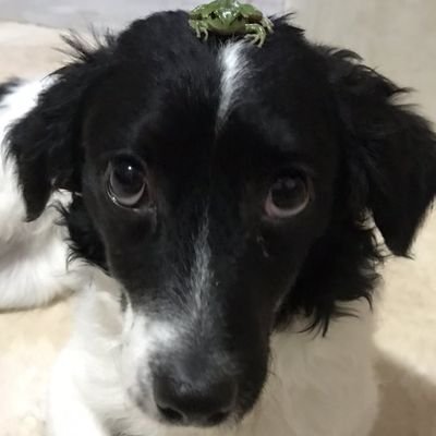 Pacuxxo's profile picture. no es mi culpa ser lindo