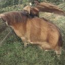 Kim Bourque - @KimBour78983073 - Twitter