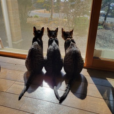 栃木➡️群馬→栃木。社会人11年目👔
卓球してます🏓TMS(栃木)
(ФωФ)🐾🐾🐾🐾カローラクロス2024.10.19納車しました✨