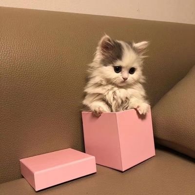 dagenanasu's profile picture. 