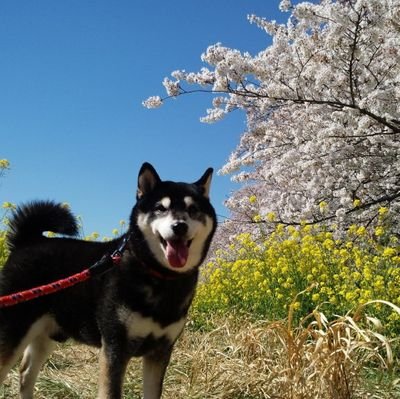 mameshiba_Jack's profile picture. 豆柴ジャック永遠の15歳♂です！好きなものは肉、魚、チーズ！最初は庭で番犬してたはずなのに今はすっかりお家犬！車で出かけるの大好き！立っち同好会No.27！
2007.5/16生まれ2022.7/5🌈
（飼い主、懸賞好きな為懸賞RTも流れます）
https://t.co/ButXM9CluW