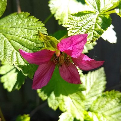 Cynnwys garddwyr mewn atal ‘ymledwyr y dyfodol’ | Involving gardeners in preventing ‘future invaders’ By @North_Wales_WT and @CoventryCAWR Funder: @NatResWales