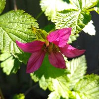 GardenEscapers (@gardenescapers) 's Twitter Profile