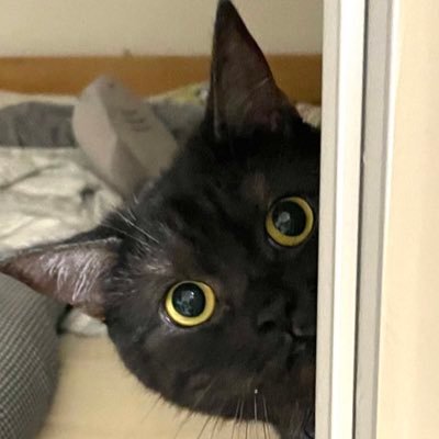 2匹の黒猫ドアップ動画でインスタでフォロワー100万人を目指して奮闘中…動画、画像の無断転載お控え下さい!お問い合わせはDMにて!良かったらフォローしてニャー!