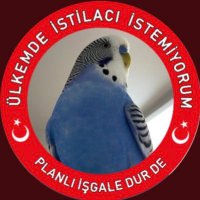 Prof. Dr. Cicikuş(@cicikus_dr) 's Twitter Profileg