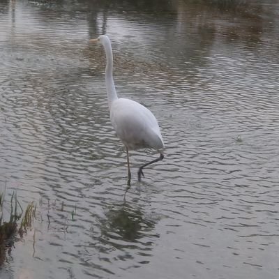 🍜ぐみてゃん、月埜ヒスイ、ジョウナイシ鳴推しの岩手県民🍜
バンもん アンスリューム 基本仙台公演には行きます、たまに遠征します