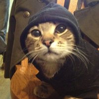 digo(es)lô (@jumentinhoemo) 's Twitter Profile