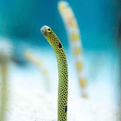 ikirukotokara77's profile picture. ⛰️🌊🌳🌻 📷🖌️🎹  甘いものが食べたい(´ڡ`๑)🍩