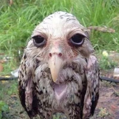 Leonard64197942's profile picture. soy una persona solitaria en busca del verdadero amor 🌹