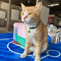 มิสเตอร์ หุ่นหมี ตอนนี้อยากผอมแล้วอ่า (@jojoezs) 's Twitter Profile