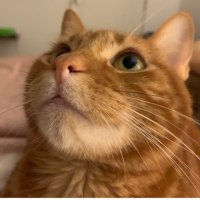 ᴹᵃʳⁱᵃ ᴶᵒˢᵉ (@mj_tang_) 's Twitter Profile