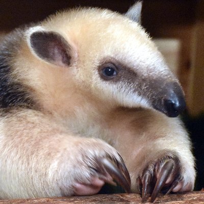 じゅじゃっっっっっ