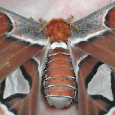 doc_mariposa Profile Picture