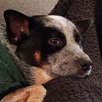 G. H. Engicht (@getti01) 's Twitter Profile