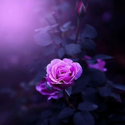 se_ahsa's profile picture. What You Seek Is Seeking You.