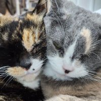 Runa 사담계 (@xiarangrei) 's Twitter Profile Photo