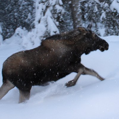 PaynefulP's profile picture. 