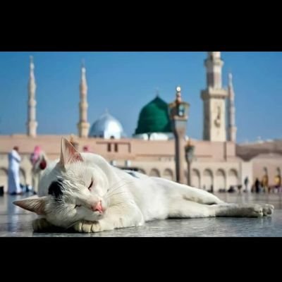 ___hameelah's profile picture. Nothing to see here lmao || makeup artist IG @omoduntan