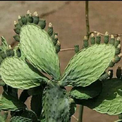 ElliottTaylor4's profile picture. نَاصِع آلفِكر .. طَيبُ آلاخَلاق